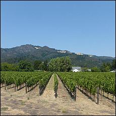 ZS-MacLeodVineyards-36.jpg