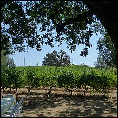 ZS-MacLeodVineyards-48a.jpg