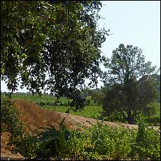 ZS-MacLeodVineyards-51a.jpg