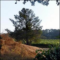 ZS-MacLeodVineyards-80a3.jpg