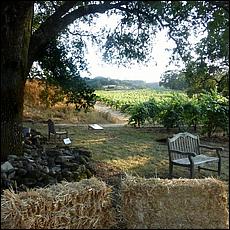 ZS-MacLeodVineyards-84a.jpg