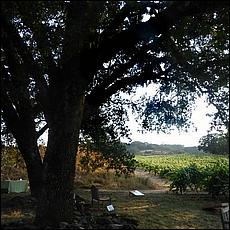 ZS-MacLeodVineyards-85a.jpg