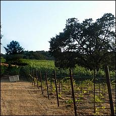 ZS-MacLeodVineyards-88a.jpg