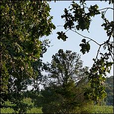 ZS-MacLeodVineyards-93a.jpg