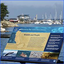 Monterey2016-030a.jpg