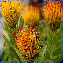 Monterey2016-073a.jpg