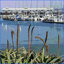 Monterey_MAR2015-007a1post1.jpg