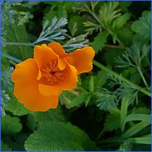 Monterey_MAR2015-114c1-web.jpg