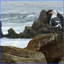 PacificGrove2016-013c2.jpg