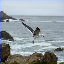 PacificGrove2016-014a.jpg