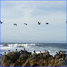 PacificGrove2016-251c2.jpg