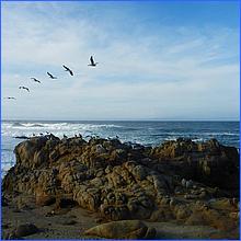 PacificGrove2016-261a.jpg