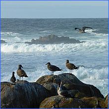 PacificGrove2016-266a.jpg