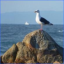 PacificGrove2016-300a.jpg