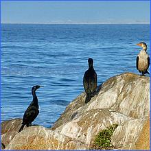 PacificGrove2016-341a2.jpg