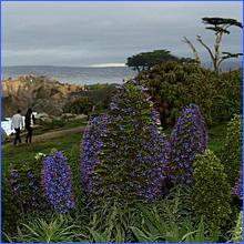 PacificGrove2016-407c3d.jpg