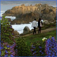 PacificGrove2016-407c7.jpg