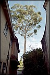 Balboa_Park-14.jpg