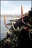 LaJolla-10.jpg