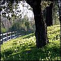 LosGatosTrail06-036b.jpg