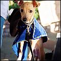 WillowGlen_HWdogwalk06-09b.jpg