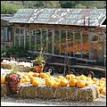 HMB_PumpkinFest-44b.jpg