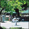 CherryBlossomFest08-17f.jpg