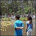 SVDuckRace08-070c.jpg