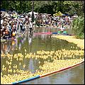 SVDuckRace08-093c.jpg