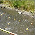 SVDuckRace08-111c.jpg