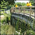 SVDuckRace08-130b.jpg