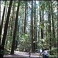 HenryCowell_hike08-028b.jpg