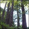 HenryCowell_hike08-063c.jpg