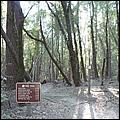 HenryCowell_hike08-109b.jpg