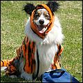 BeachBlanketBowWow09-064c.jpg