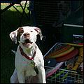 BeachBlanketBowWow09-107c.jpg