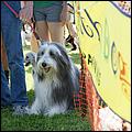 BeachBlanketBowWow09-154b.jpg