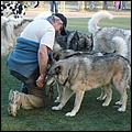 CampbellDogPark09-001b.jpg