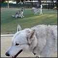 CampbellDogPark09-060d.jpg