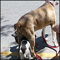 July4thParade_MorganHill09-46c.jpg