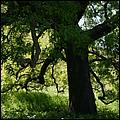 BernalRanch_SantaTeresaCP-239b.jpg