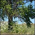 Bike-CoyoteCreekTrail09-084b.jpg