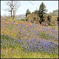 Wildflowers-GrantCP_APR09-058c.jpg