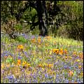 Wildflowers-GrantCP_APR09-085c2.jpg