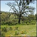 Wildflowers-GrantCP_APR09-146b.jpg