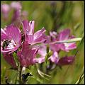 Wildflowers-GrantCP_APR09-265b.jpg