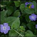 Wildflowers-GrantCP_APR09-292b.jpg