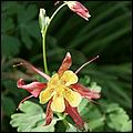 Wildflowers-GrantCP_APR09-295b.jpg