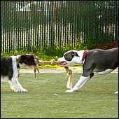 CampbellDogPark10-015a2.jpg