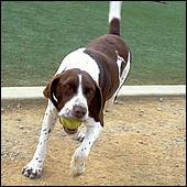 CampbellDogPark11-011a3.jpg